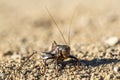 Up close macro black mormon cricket on sandy desert ground Royalty Free Stock Photo