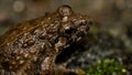 Macro eye photo of a wild asian frog Royalty Free Stock Photo