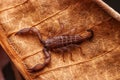 Up close macro image of scorpion on brown leaf