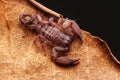 Up close macro image of scorpion on brown leaf