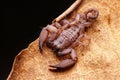 Up close macro image of scorpion on brown leaf