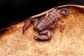 Up close macro image of scorpion on brown leaf