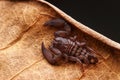 Up close macro image of scorpion on brown leaf