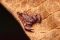 Up close macro image of scorpion on brown leaf