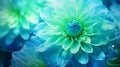 Blue-green chrysanthemum flower close-up. Macro shot. Summer