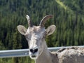 Up Close Mountain Goat Stare