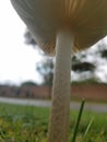 Up close mushroom gills