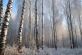 up close nature russian background landscape beautiful day sunny frosty winter forest birch sky blue trunks tree white