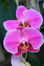 Up close orchid in nature