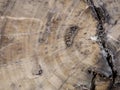 Up Close Patterns of Petrified Wood