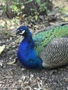 Up Close Peacock Royalty Free Stock Photo