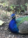 Up Close Peacock