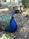 Up Close Peacock