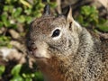 Close Up of California Ground Squirrel Royalty Free Stock Photo