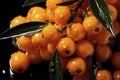 Up close and personal with plump, ready-to-pick sea-buckthorn berries on a resilient tree branch