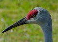 Up Close and Personal with a Sandhill Crane Royalty Free Stock Photo