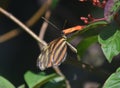 Up Close and Personal with a Tiger Striped Longwing Butterfly Royalty Free Stock Photo