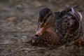 Up close photo of duck