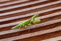 Up close photo of a green praying mantis