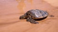 Up close photo of a green turtle on a Kamaole Beach III, Maui Hawaii. Royalty Free Stock Photo