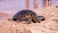 Up close photo of a green turtle on a Kamaole Beach III, Maui Hawaii. Royalty Free Stock Photo