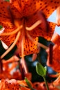 Lovely Tiger Lilies up close
