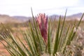 Up close photo of a Mojave Yucca flower ready to bloom. Royalty Free Stock Photo