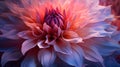 An up-close photograph of a blooming flower showcasing a mesmerizing gradient of colors within its petals, from rich reds to soft