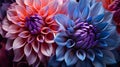 An up-close photograph of a blooming flower showcasing a mesmerizing gradient of colors within its petals, from rich reds to soft