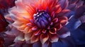 An up-close photograph of a blooming flower showcasing a mesmerizing gradient of colors within its petals, from rich reds to soft