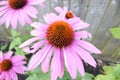 Up close picture of Eastern Purple Coneflower Royalty Free Stock Photo