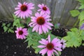 Up close picture of Eastern Purple Coneflower Royalty Free Stock Photo