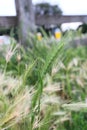 Up close picture of wall barley scientific name Hordeum murinum