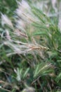 Up close picture of wall barley scientific name Hordeum murinum