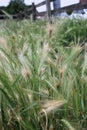 Up close picture of wall barley scientific name Hordeum murinum