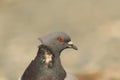 Up-close of a pigeon in the wind Royalty Free Stock Photo