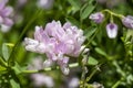 Up close pink flower in green foliage Royalty Free Stock Photo