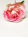 Pink and White Topgun Rose with Wide Open Petals Royalty Free Stock Photo