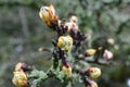 Up Close Plant Budding in Nature