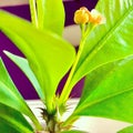 Up close plant