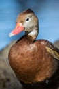 Red billed whistler duck up close Royalty Free Stock Photo