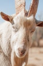 Up Close Portrait of Saanen Goat Royalty Free Stock Photo