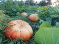 Up close pumpkins