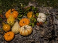 Up close with Pumpkins and Fungi on a Tree Stump