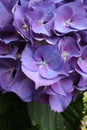 Head of purple hydrangea