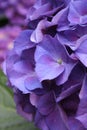 Head of purple hydrangea