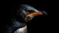 Up Close with a Real Penguin on Black Background for Copy Space.