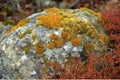 up close scene mountain autumn background grunge rusty abstract texture stone grunge stone lichen colorful rock lichen