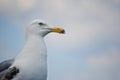 Up close seagull against sky