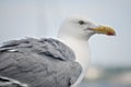 Up close seagull at beach